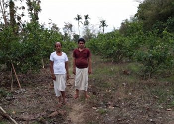 ল’কডাউনৰ বাবে বজাৰৰ অভাৱত গছতে পচিছে চামগুৰিৰ ব্ৰহ্মচাৰি সত্ৰৰ নেমু খেতি