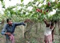 ল’কডাউনৰ ফলত এৰাকলং-মাজুলীৰ কৃষকৰ এহেজাৰ বিঘাৰ পাচলি খেতিপথাৰতে নষ্ট 
