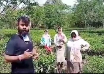 ক’ৰ’না সম্বন্ধে চাহ শ্ৰমিক সকলক সজাগ কৰাৰ বাবে চাহ বাগিচাই বাগিচাই ঘুৰি ফুৰিছে বিধায়ক ৰূপজ্যোতি কুৰ্মী