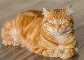 cat-image-2-600x375