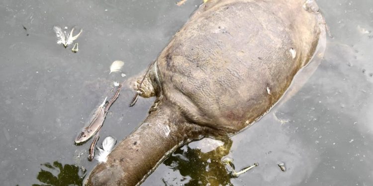 ফটো : নৰ্থ-ইষ্ট নাও
