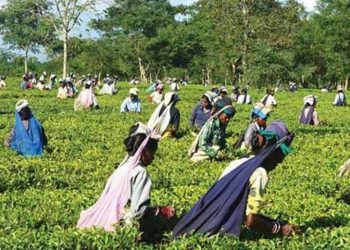 tea-garden-bonus-issue