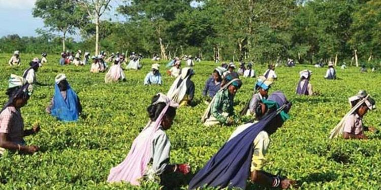 tea-garden-bonus-issue