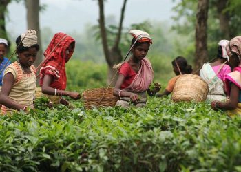 tea-workers-assam-bonus-durga-puja