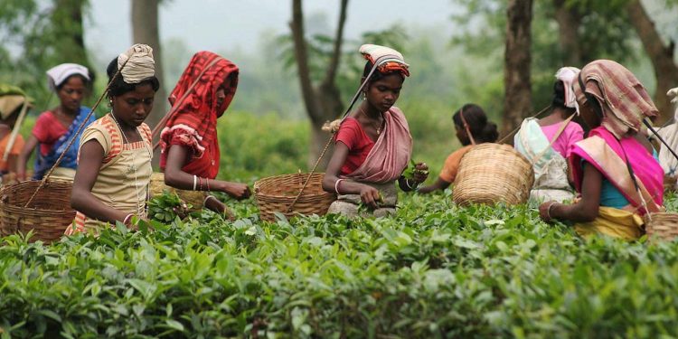 tea-workers-assam-bonus-durga-puja