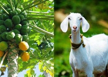 অমিতা আৰু ছাগলী ক’ৰ’নাত আক্ৰান্ত; তদন্তৰ ঘোষণা চৰকাৰৰ
