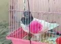 _112523316_ani