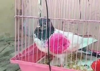 _112523316_ani