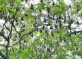 Bat viewpoint at Bagma in Tripura