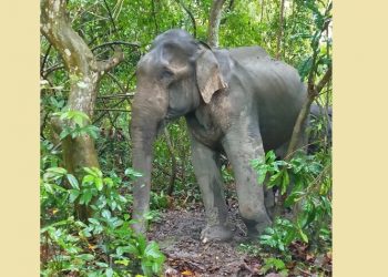 নুমলীগড়ৰ বকিয়াল চাহ বাগিচাত আঘাতপ্ৰাপ্ত বনৰীয়া হাতীৰ কৰুণ মৃত্যু