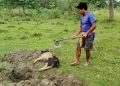আফ্রিকান চোৱাইন ফিভাৰ সংক্ৰমণ প্ৰতিৰোধৰ বাবে বোকাখাতত ১৪৪ ধাৰা বলবৎ প্ৰশাসনৰ