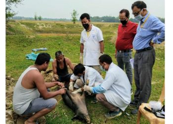 African swine fever: Bokakhat organisation refutes official pig death data in Assam