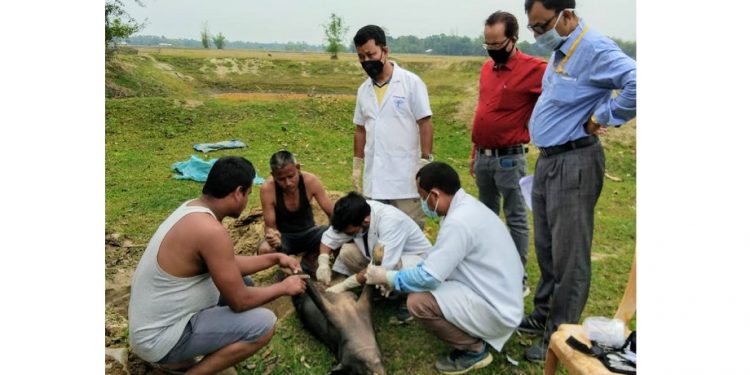 African swine fever: Bokakhat organisation refutes official pig death data in Assam