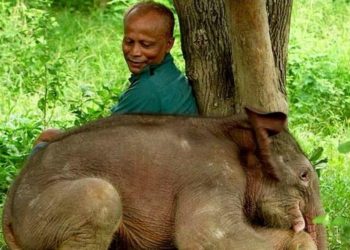 কাজিৰঙাৰ বন্যপ্ৰাণী পুনৰ সংস্থাপন আৰু সংৰক্ষণ কেন্দ্ৰৰ জ্যেষ্ঠ ‍‘এনিমেল কিপাৰ’ প্ৰশান্ত দাসৰ মৃত্যু