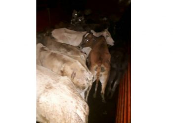 Police seize truck illegally carrying cow, buffalo in Nagaon's Samaguri