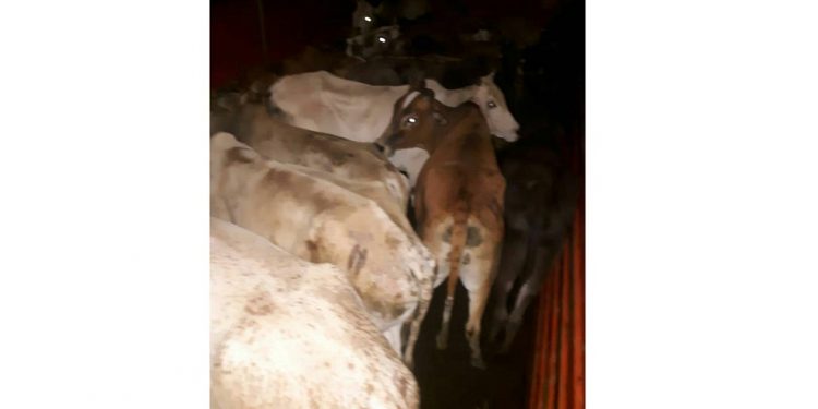 Police seize truck illegally carrying cow, buffalo in Nagaon's Samaguri