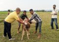 কাজিৰঙা আৰু দাঁতিকাষৰীয়া অঞ্চলত বন্যপ্ৰাণী, পশুধনক প্ৰতিষেধক প্ৰদান অভিযান