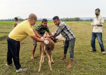 কাজিৰঙা আৰু দাঁতিকাষৰীয়া অঞ্চলত বন্যপ্ৰাণী, পশুধনক প্ৰতিষেধক প্ৰদান অভিযান