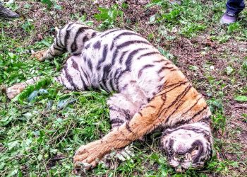 Tiger found dead at Kaziranga National Park