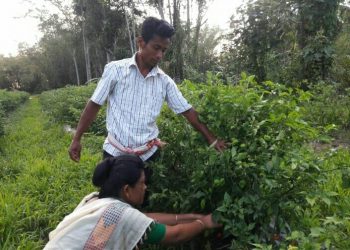 টীয়কৰ এক খেতিয়ক দম্পতিৰ সফলতা; ভোট জলকীয়াৰে দৈনিক উপাৰ্জন ৫ৰ পৰা ৮ হাজাৰ টকা