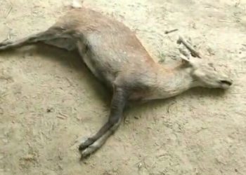 যোৰহাট জিলাৰ তিতাবৰত এটা হৰিণাৰ মৃতদেহ উদ্ধাৰ