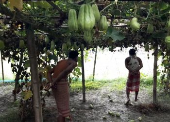 চৰম আৰ্থিক অনাটনৰ আশংকাত ভুগিছে লকডাউনে জুৰুলা কৰা কৃষক ৰাইজ