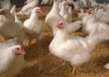 World awaits deadlier pandemic from chicken than COVID-19: Scientist