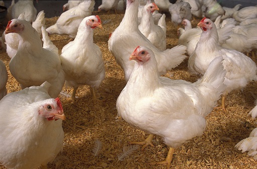 World awaits deadlier pandemic from chicken than COVID-19: Scientist
