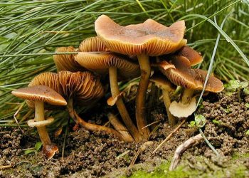 One dies, another falls ill after consuming wild mushrooms in Jorhat
