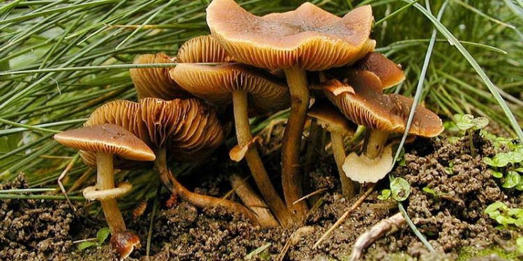 One dies, another falls ill after consuming wild mushrooms in Jorhat