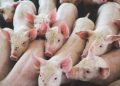 Pig Farm