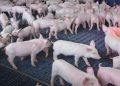 piggery-1-1024x579