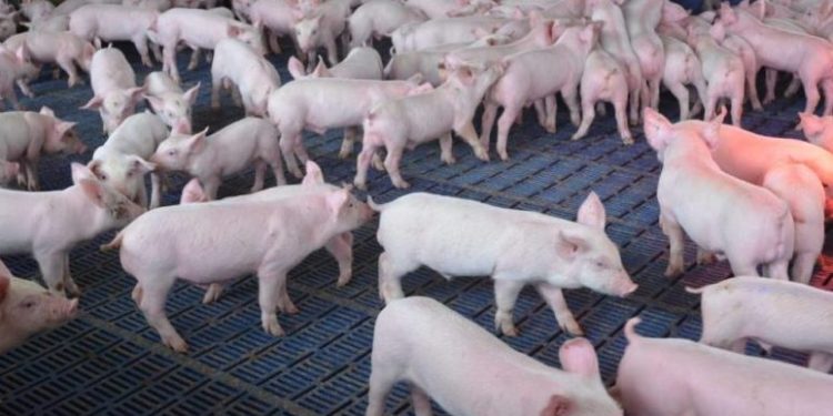 piggery-1-1024x579
