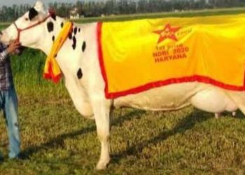 Haryana cow sets new national record in milk production