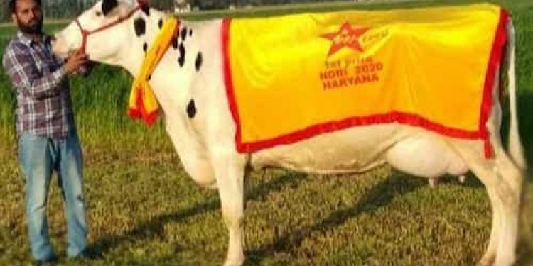 Haryana cow sets new national record in milk production