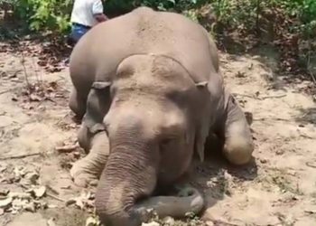 Elephant-1