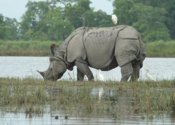 Floods hit Kaziranga National Park, authority to use time card from tonight