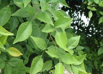 বেল পাতৰ বিভিন্ন উপকাৰিতা; এনেবোৰ ৰোগ হয় নিৰাময়