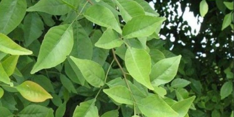 বেল পাত