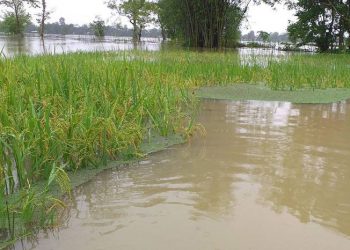 Flood situation remains grim in Dhemaji; one dead
