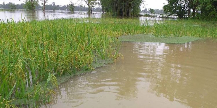 Flood situation remains grim in Dhemaji; one dead