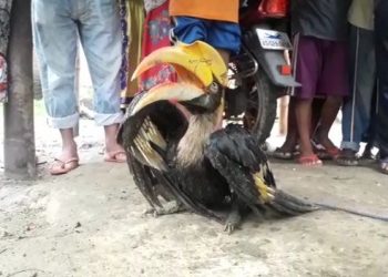 পুৰণিগুদামৰ জলাহৰচুকত এটা আঘাতপ্ৰাপ্ত ধনেশ পক্ষী উদ্ধাৰ