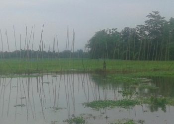 চামগুৰি পক্ষী তীৰ্থ বিলত মথাউৰি ছিঙি লক্ষাধিক টকাৰ মাছৰ লোকচান মহলদাৰৰ