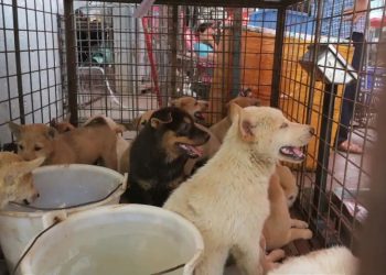 Amid Covid-19, Controversial Yulin Dog Meat Festival kicks off in China