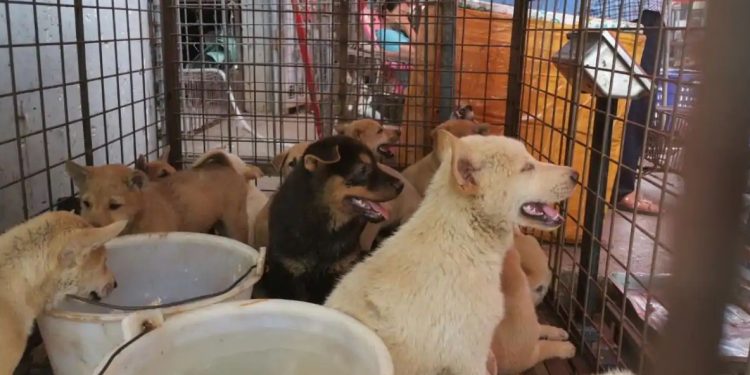 Amid Covid-19, Controversial Yulin Dog Meat Festival kicks off in China