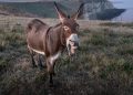 donkey-759