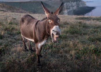 donkey-759