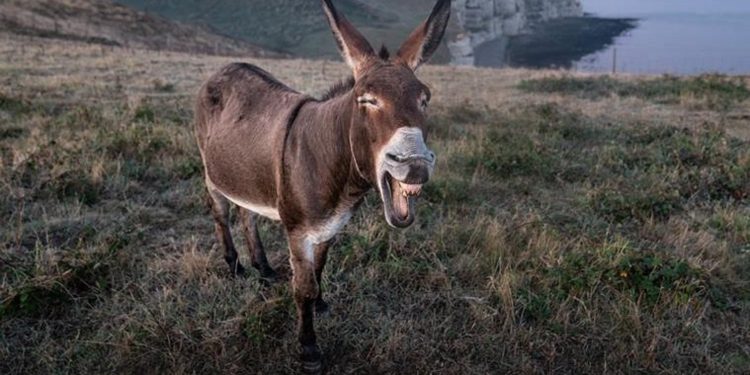 donkey-759