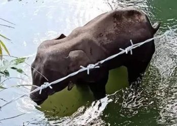 elephant