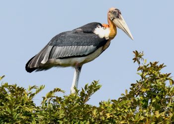 ১১ দিনৰ অন্তত মুকলি আকাশত উৰিল দুস্প্ৰাপ্য হাড়গিলা